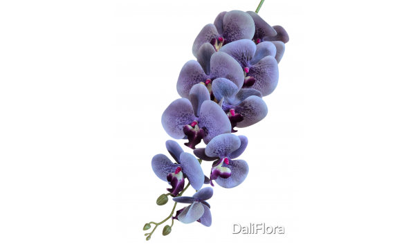 Orchidėja. Spalva violetinė