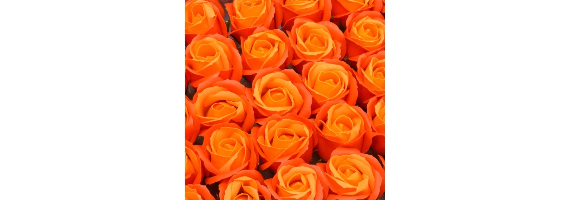 Dvispavė muilo rožė, oranžinė