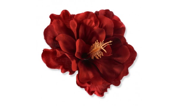 Hibiskuso žiedai. Spalva bordo