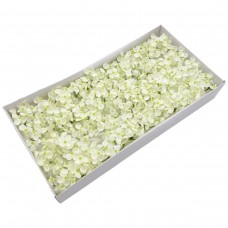 Muilo hortenzija. Spalva balta Muilo hortenzija. Spalva balta