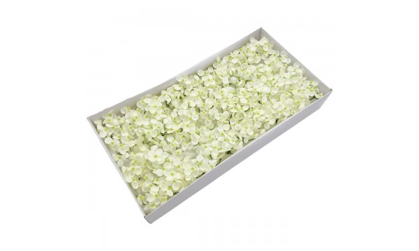 Muilo hortenzija. Spalva balta