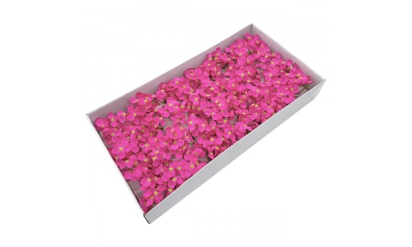 Muilo hortenzija. Spalva ryškiai rožinė