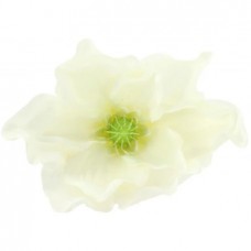 Magnolijų žiedai