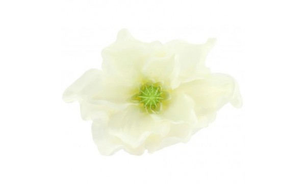Magnolijų žiedai