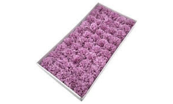 Muilo gvazdikas. Spalva violetinė